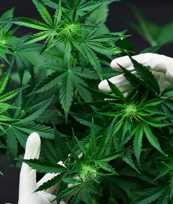 FAQ_image-transformed